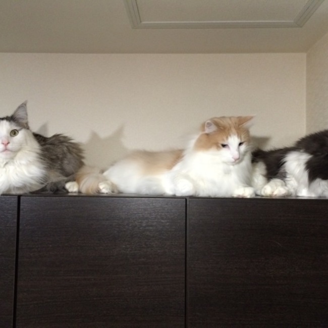 瀬川の個人的猫保護活動のカバー写真