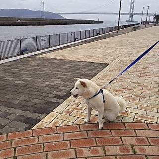 9ヶ月の可愛い柴犬です