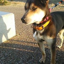 しあわせ里親会＠モリソンズ サムネイル2