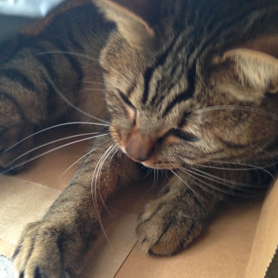 クミンのカバー写真