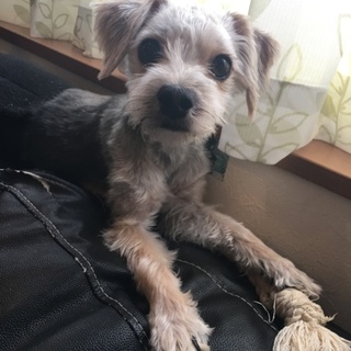 新しい家族のもとに迎え入れてもらいました！