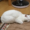 しろさん