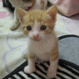 生後一ヶ月の茶トラの赤ちゃん！