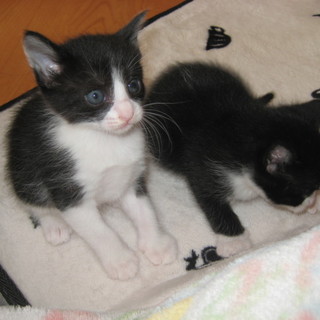 生後一ヶ月の赤ちゃん！背中に白の毛がある子です。