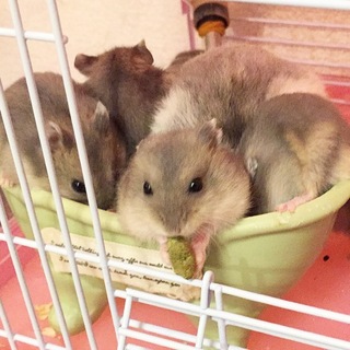 ブルーサファイアの子ハムです＊