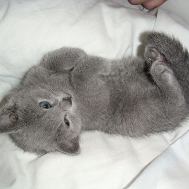 うめももさくらのカバー写真