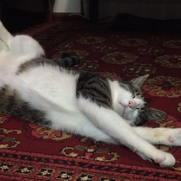 猫は丸まって寝るんじゃないのね（笑）