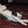 猫は丸まって寝るんじゃないのね（笑）