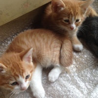 3つ子猫 雑種 里親募集中！