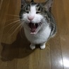 あくびの瞬間を狙って…うまいこと撮れた♡