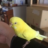 ラブインコ