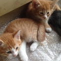 猫3つ子里親募集中！