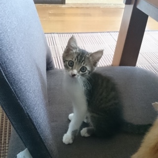 可愛がっていだける方探しています