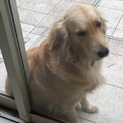 とても人懐っこいゴールデン♡