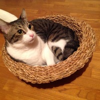 豆太郎
