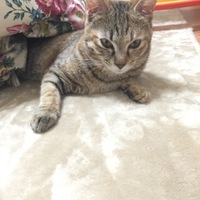 ぽん