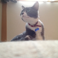 藍