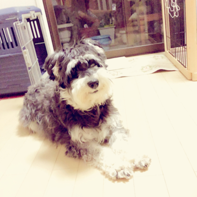 maboroshiのカバー写真