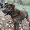 大型犬の甲斐犬mix  3才「りん吾」くん サムネイル4