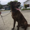 大型犬の甲斐犬mix  3才「りん吾」くん サムネイル5