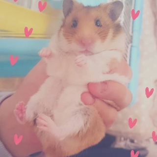 至急お願いします。