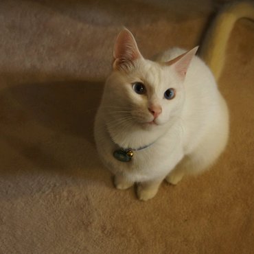 ラミエルの写真