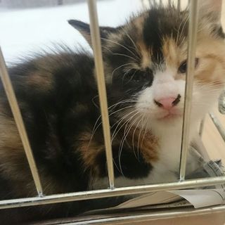 おとなしい子猫の里親募集！