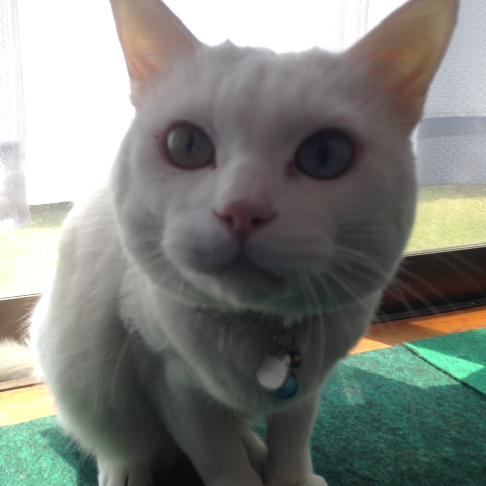 レオのカバー写真