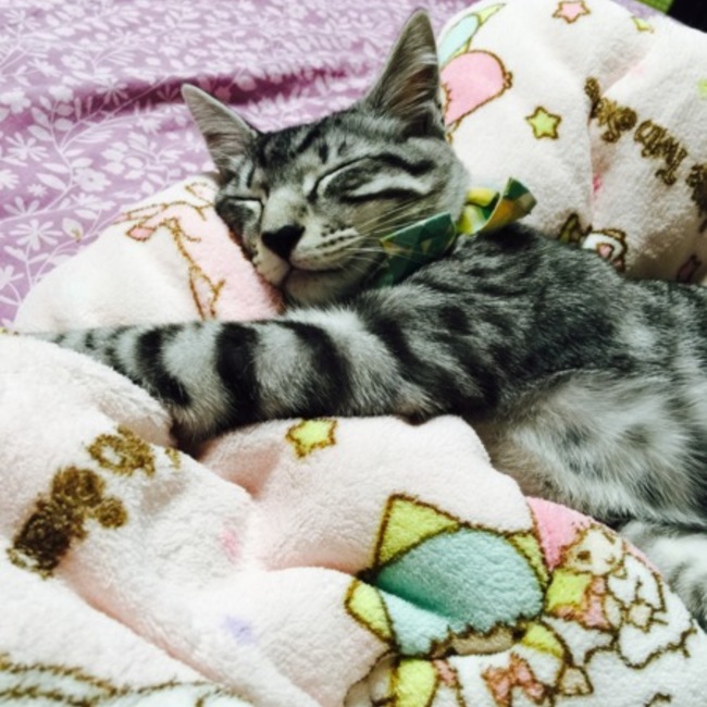rnhn9065のカバー写真