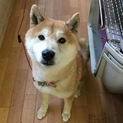 柴犬3歳くらい  おとなしい男の子