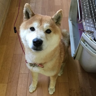 柴犬3歳くらい  おとなしい男の子