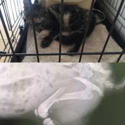 ルーシー骨折！