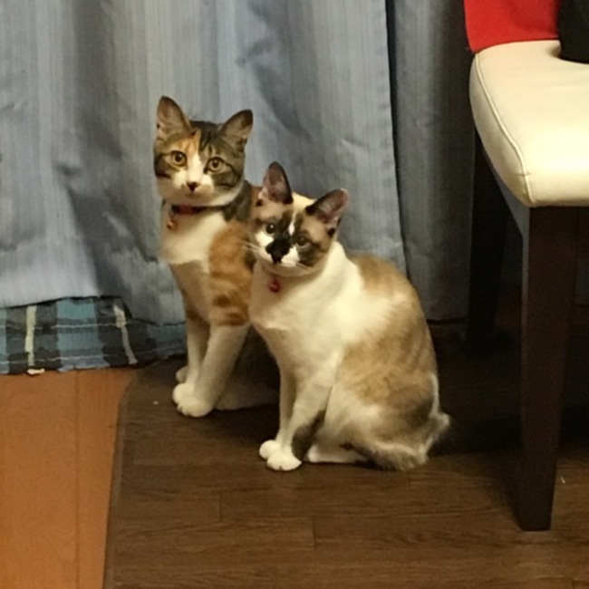 よーこ0012のカバー写真