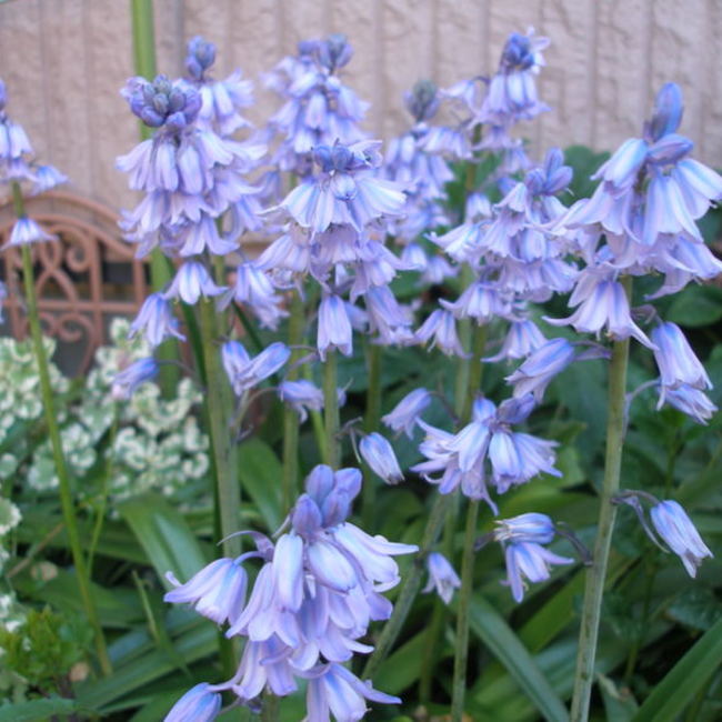 みけにゃんのカバー写真