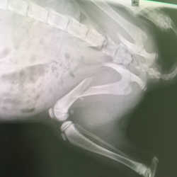 「ルーシー骨折！」サムネイル2