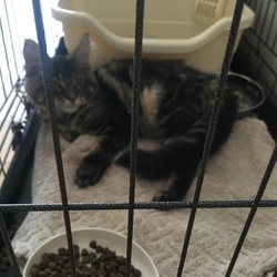 「ルーシー骨折！」サムネイル3