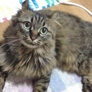 お外で頑張ってきました　人馴れ抜群モフモフ♀