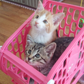 子猫の兄妹の飼い主さま募集