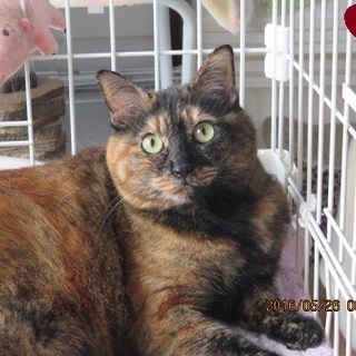 　♪ぽんぽこ♪たぬきの「くるみちゃん」