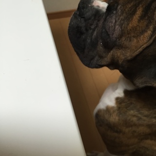 新しい家族募集