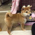 【急募！】怖がりな3.7キロ5ヶ月豆柴くん