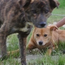 まもなく里親募集マナ＆リノ