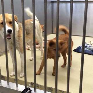 この子達には時間がありません！早急にお願いします‼