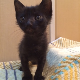 名古屋 黒猫 ノワールくん