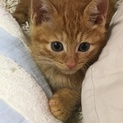 【一時停止いたします】