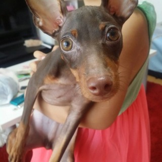 明るく陽気なピンシャーくん。