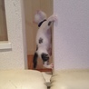 の写真