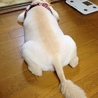 刈りたて(*´∇｀)ﾉ