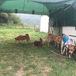 テントを張りました