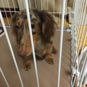 緊急！里親募集します。